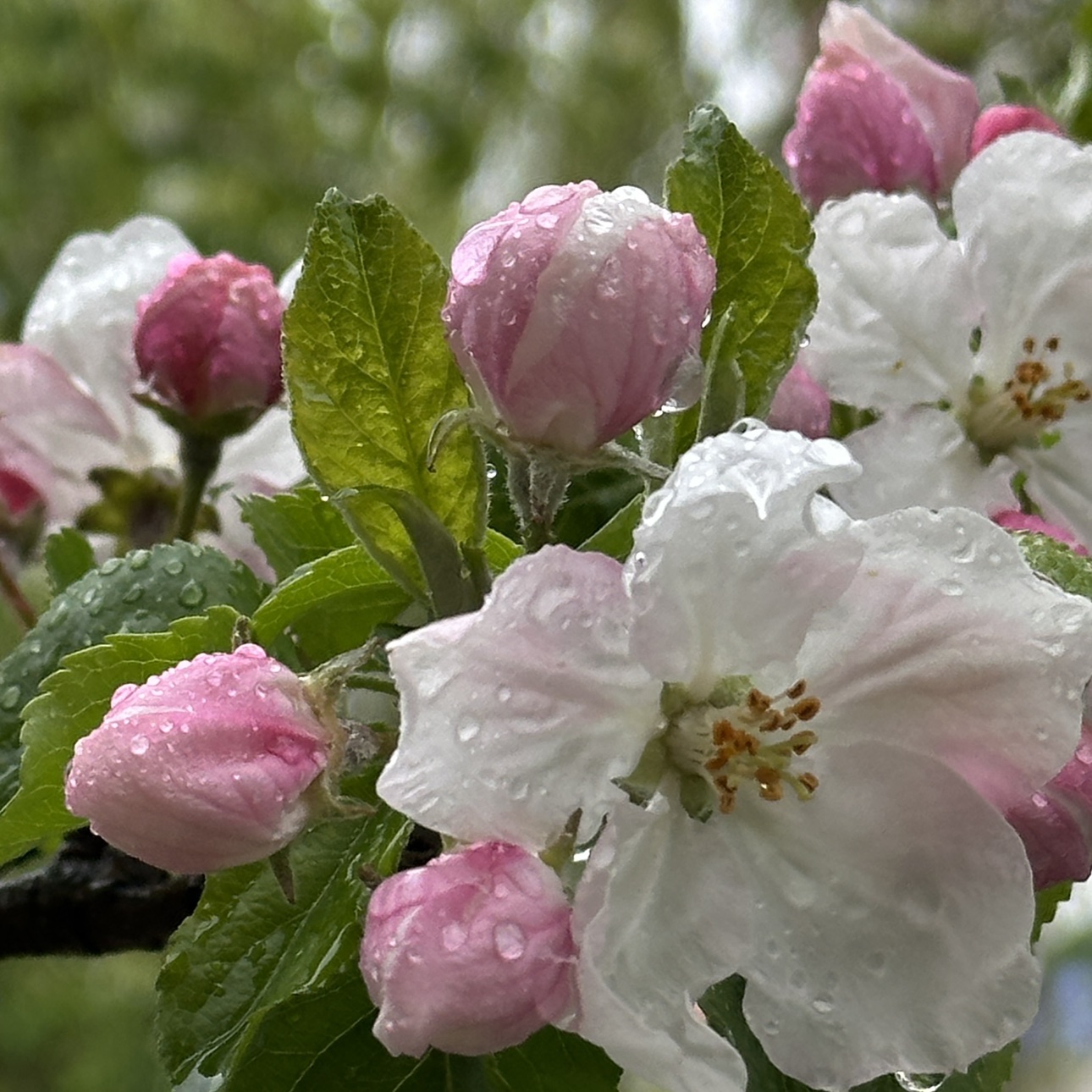 Алға бәрі тамаша🙂‍↔️🫠👣💪🏻