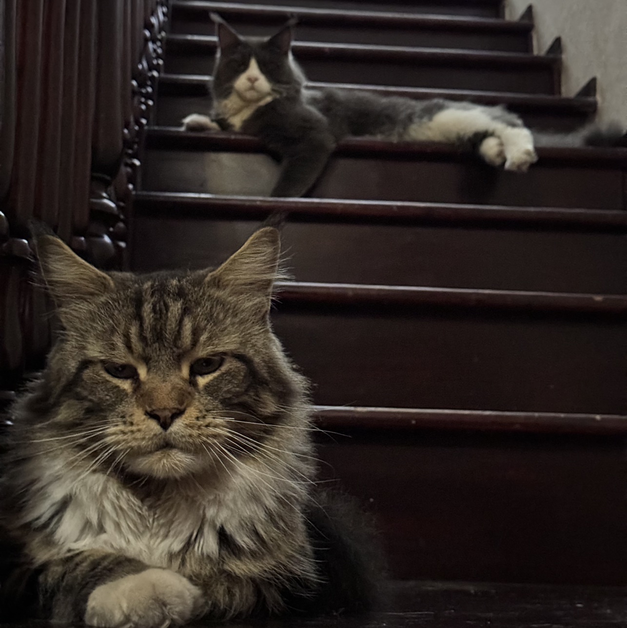 Котики