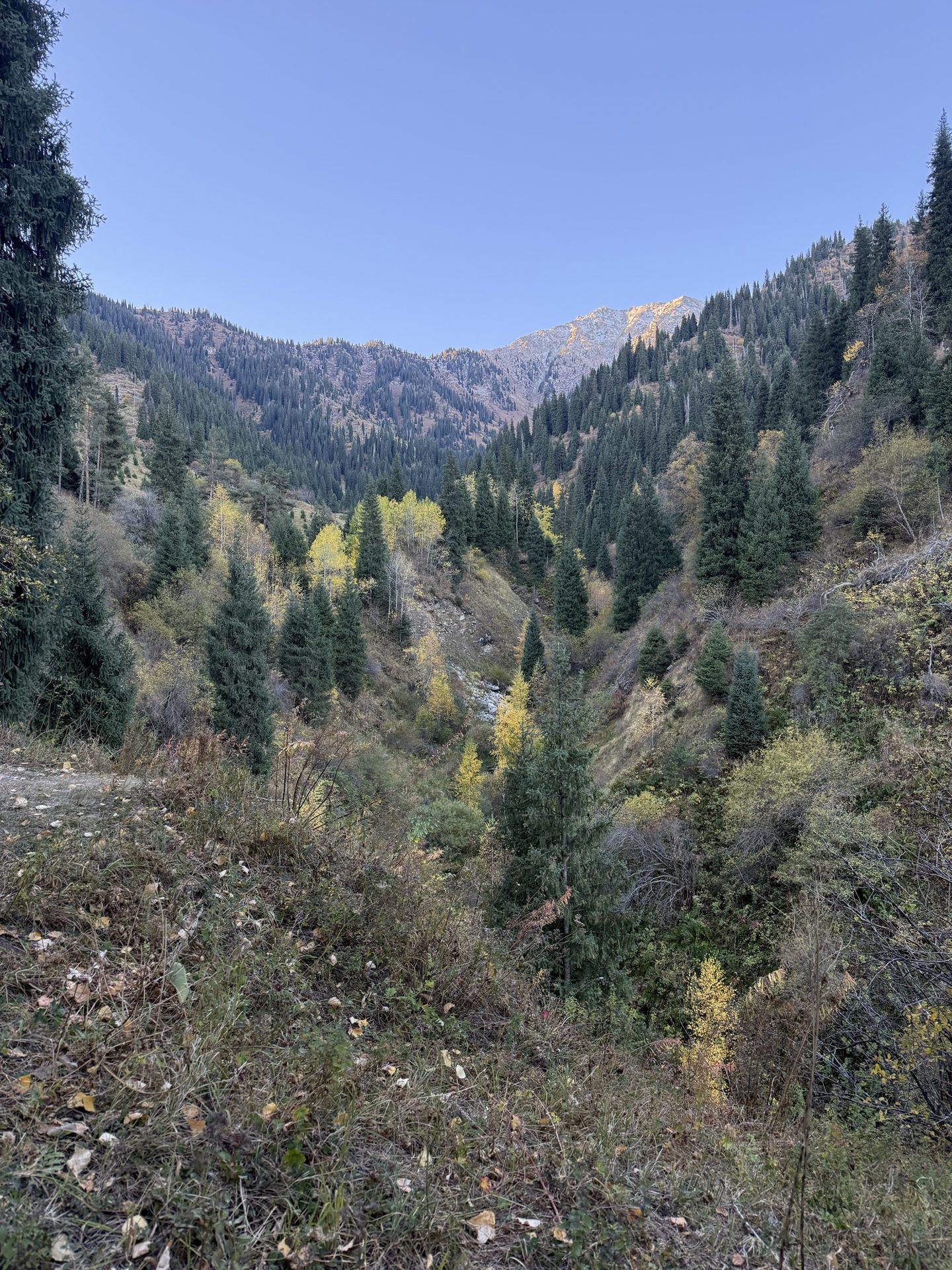 Мохнатка⛰️