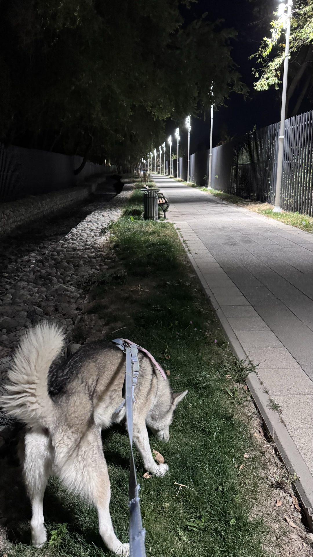 Спонсор моих шагов 😂🐶