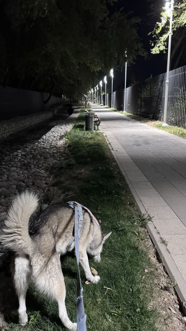Спонсор моих шагов 😂🐶