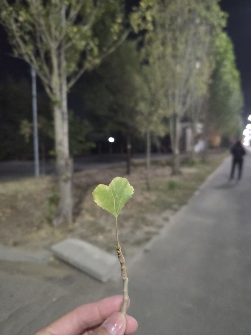 Sayr fotosi