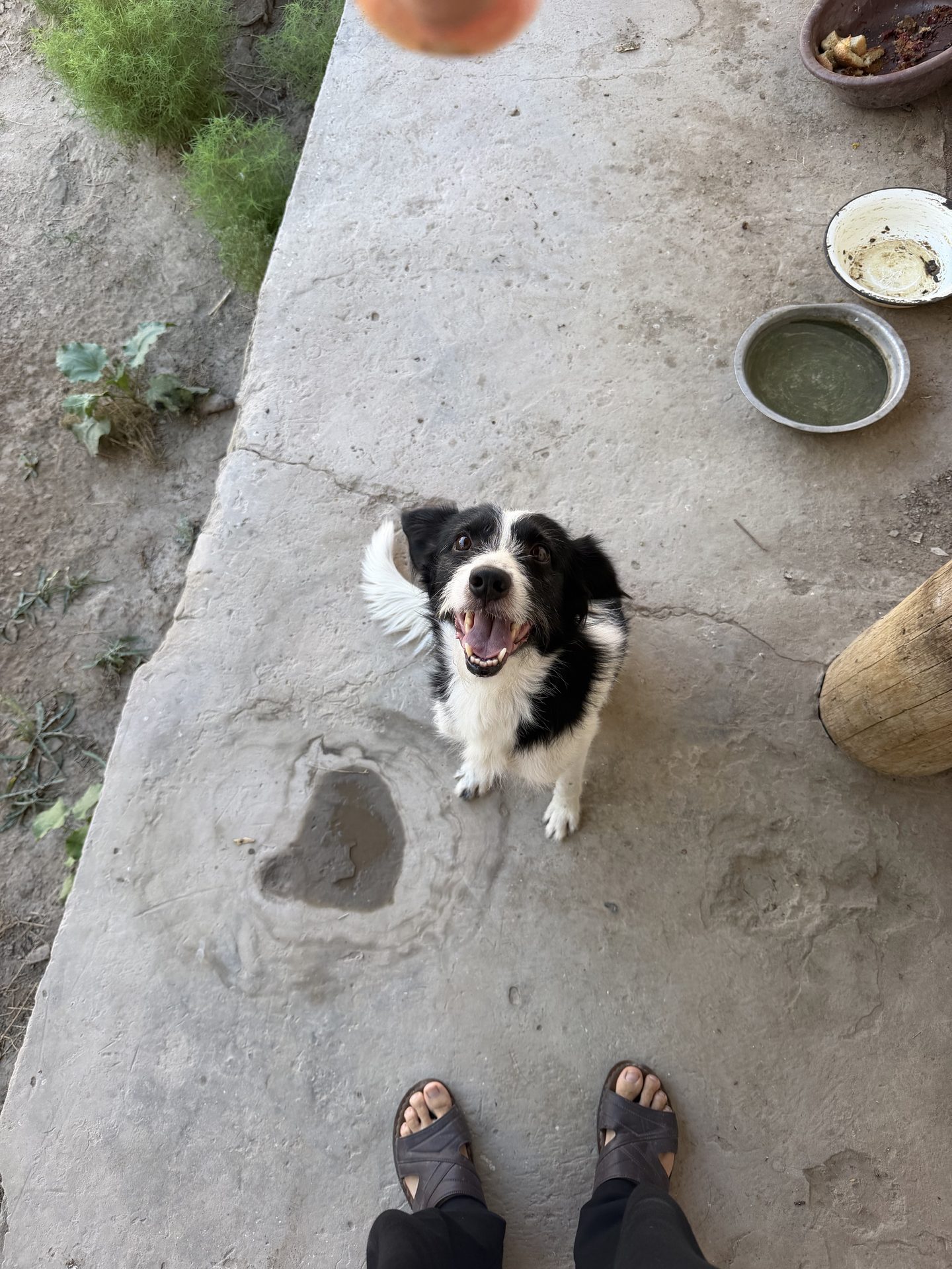 Dog🐶