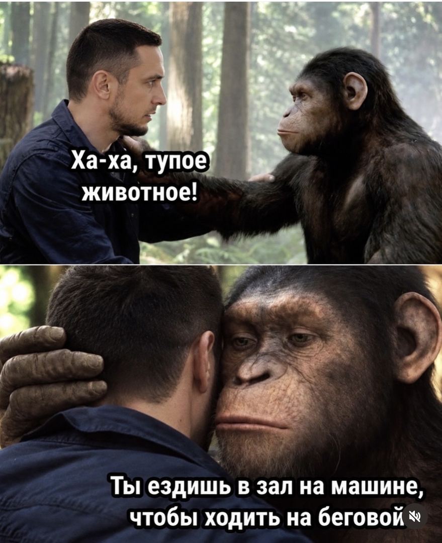 Акси сайругашт