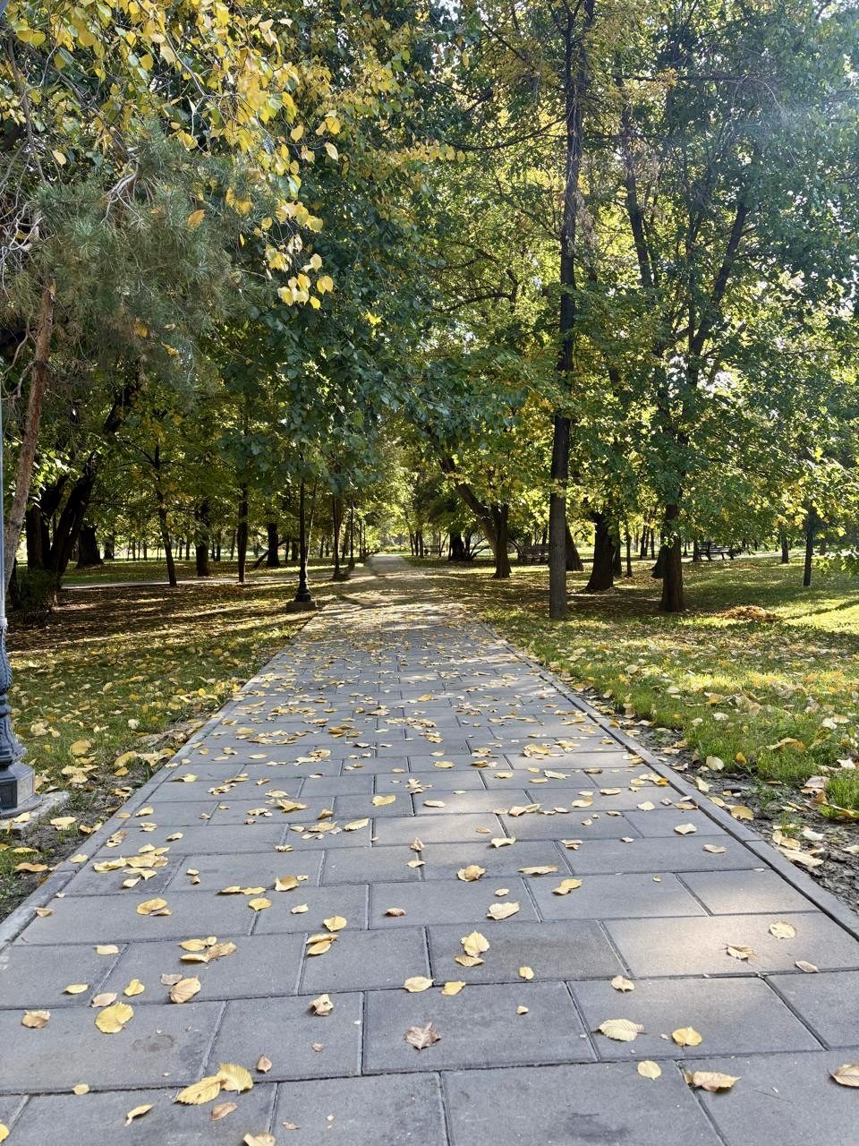 🍂
