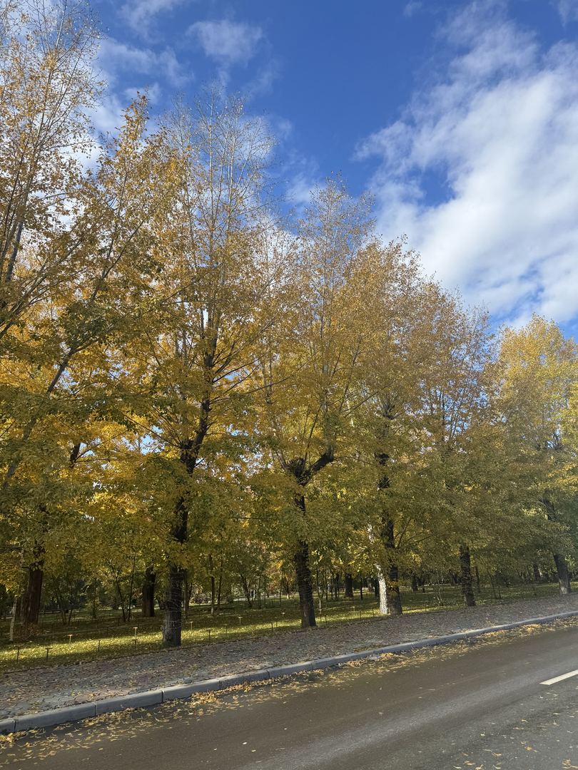 🍂🍂