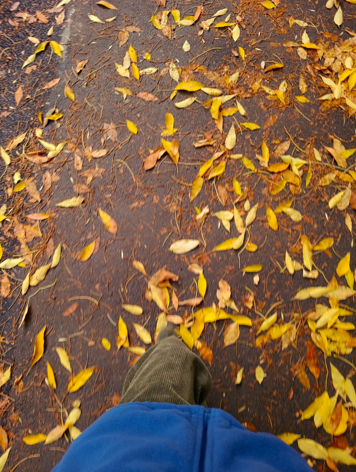 fall🍁✨