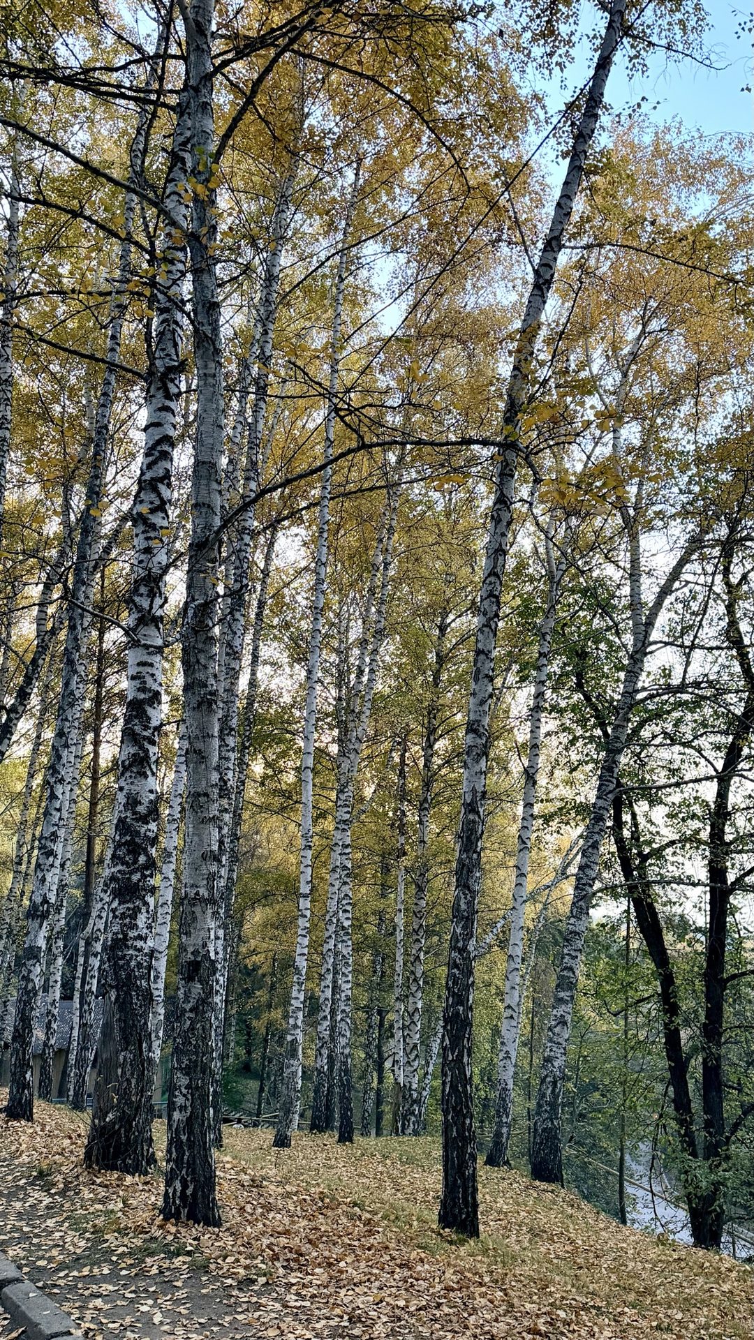 Не доезжая до березовой рощи, видели двух лис.